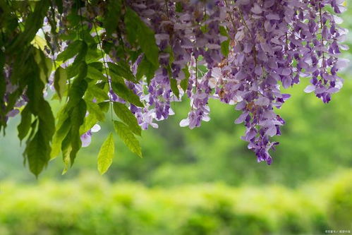 紫藤花：爱情的柔美使者