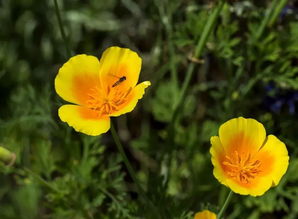 去年有个妹子， 种了虞美人和矢车菊，后来啊惊艳了整个春天