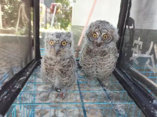 昆明民警救助飞入民宅的猴面鹰，将其送往野生动物救助中心