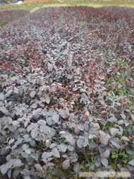 红花继木桩，盆景中的艺术品