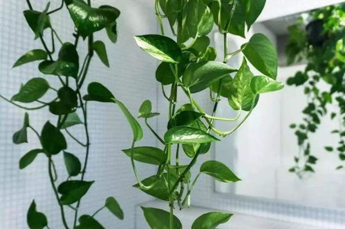 绿萝换盆后几天内需要浇水？