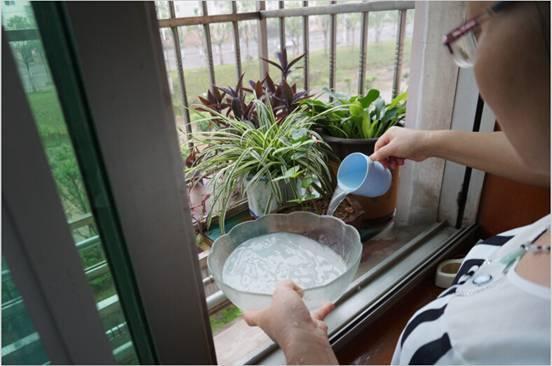 淘米水，怎么用？