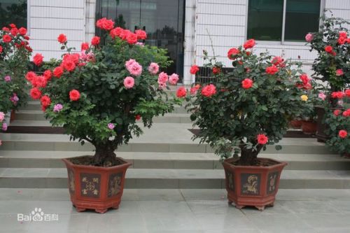 树状月季：驯化之旅的点点滴滴