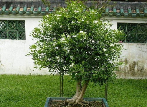 九里香养护攻略：三步打造繁花盛景