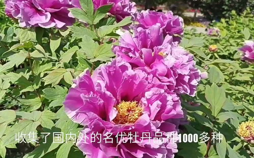 洛阳牡丹花盛开季是何时？赏花攻略有哪些惊喜