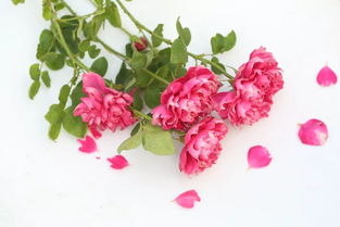 紫雾凝霜月季介绍