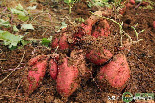 红薯病虫害防治， 这些方法要知道