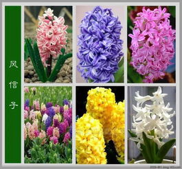 揭秘风信子：喜阳还是耐阴的花卉之谜？