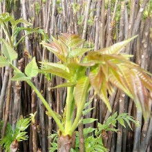 栾树苗的种植与养护