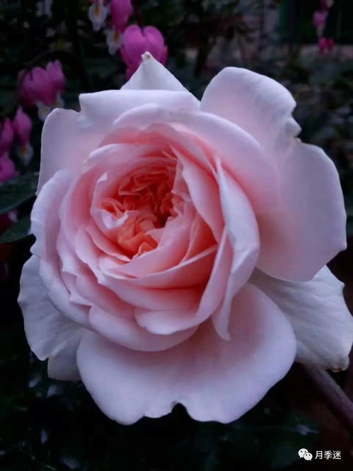 小亲爱月季：经典复古风