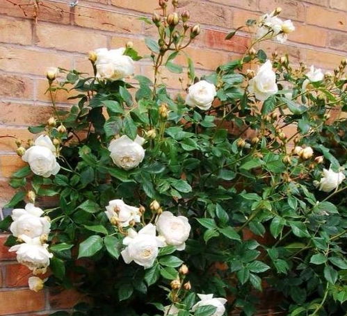 月季花种植：腐质土、松针土皆可