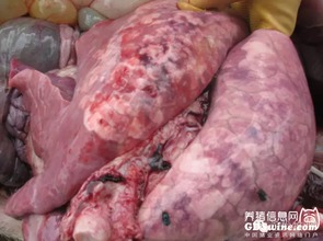 如何准确区分猪胸膜肺炎、猪肺疫和喘气病并有效防治？