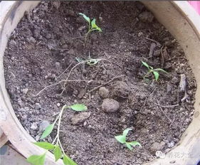 小叶幸福树修剪插条， 选对方法，成活率倍增！养殖非洲茉莉，教你5招，枝繁叶茂、开花翻倍！