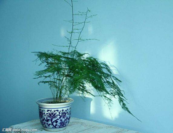 盆景黄叶，是浇水过多吗