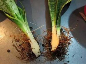 芦荟急救包：促进愈伤组织形成速度快3倍