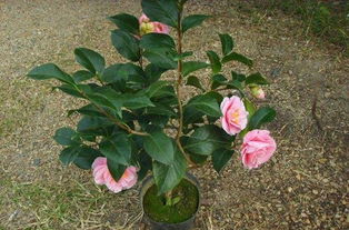 浇水与土壤pH值