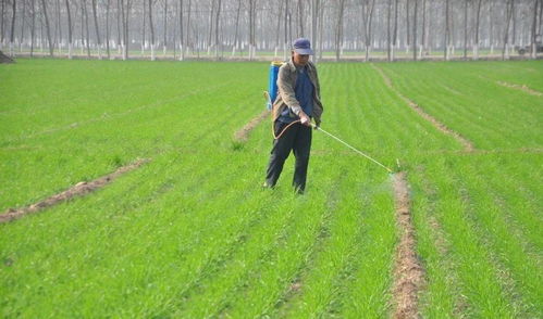 大葱田除草，有讲究