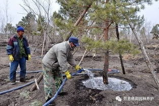 树木移植深浅的奥秘与挽救之道