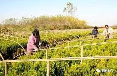 园林苗木的智慧结晶：那些传唱的谚语