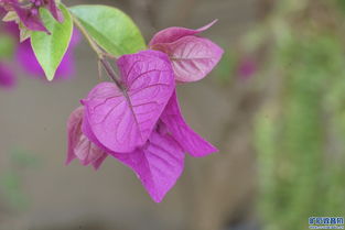 叶子变红的奥秘