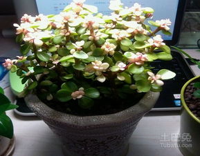 金枝玉叶，阳光植物，爆款花卉！