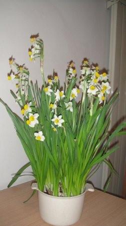 蒜苗还是新蒜？嫩芽还是鳞茎？水培大蒜的奥秘大揭秘！