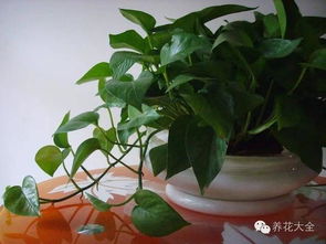 绿萝吊兰， 简单易养