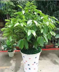 平安树与福禄寿浇水技巧大揭秘