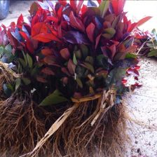 红叶石楠树：高大威猛， 观赏价值高