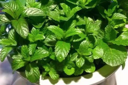 三、种植方法，简单易懂