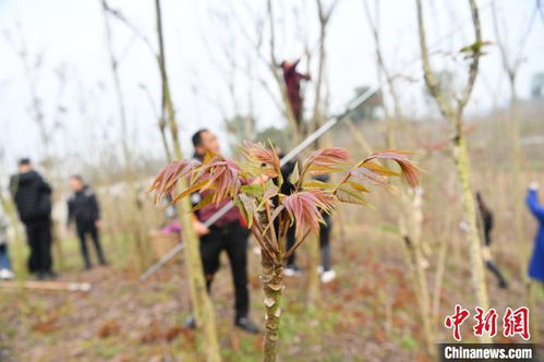 专业的机构：科技的力量