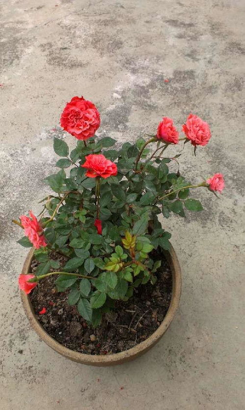 红掌花为什么有棉花般柔软？