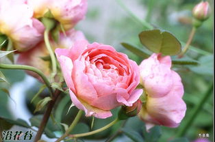 法国之子月季的花期特点