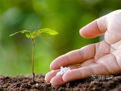 四、 肥料使用不当，根系受损