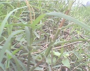 西瓜田除草剂种类及特点