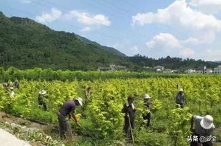 苗木承诺书，质量保证