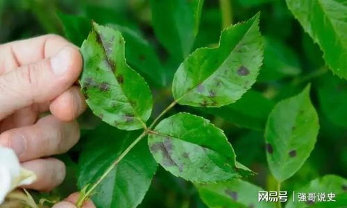 百菌清：消灭锈病的“战士”