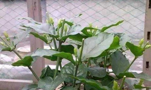 茉莉花如何科学养殖和养护，才能保证其花朵鲜艳且香气浓郁
