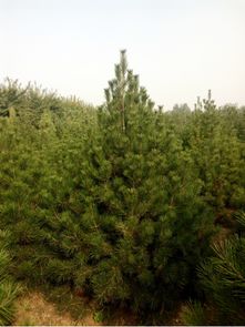 乔木和灌木， 各有各的精彩