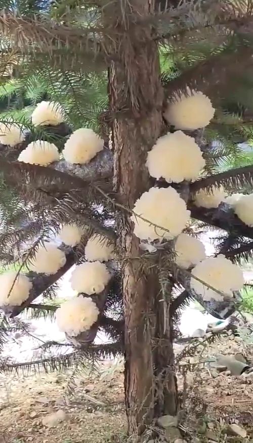 银耳一般长在什么树上？原来这些树上都有银耳