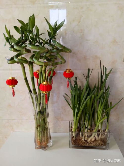 这束丝兰花语传递的芬芳，能否告诉我它背后蕴含的寓意是什么