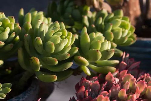 多肉植物洗温暖、 干燥、通风的环境