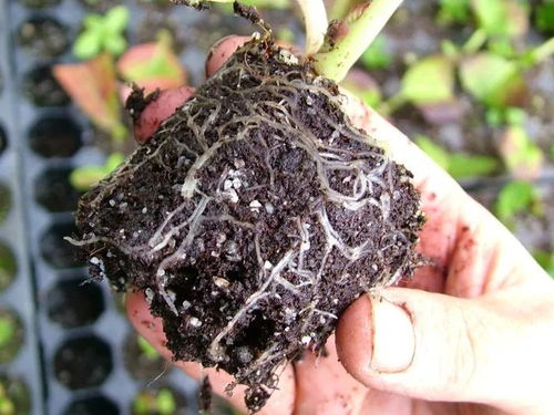 一、矾根扦插繁殖：如何让矾根快速生根发芽？