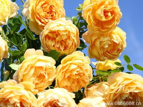 粉色庆典月季的种植气候条件