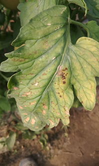 特效药真的有效吗？