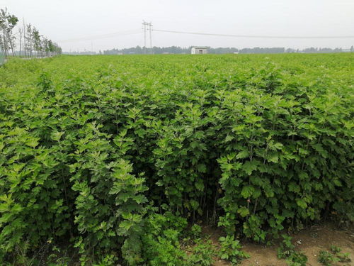 艾草电商：助农新出路