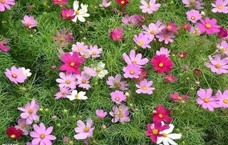 波斯菊种子：采集后的秘密生活