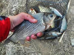 使用4号主线可钓起重量在50克以上的淡水鱼