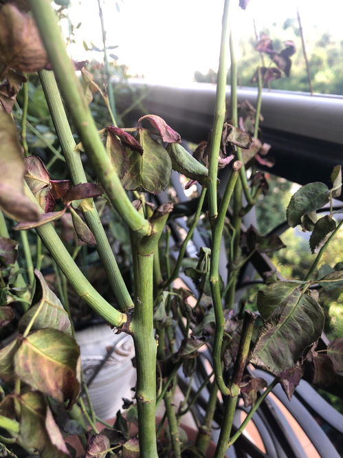 光照通风也要注意