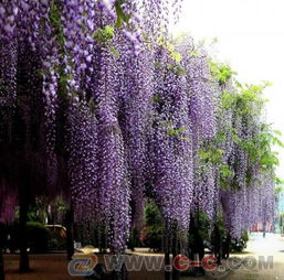 紫藤的观赏特性